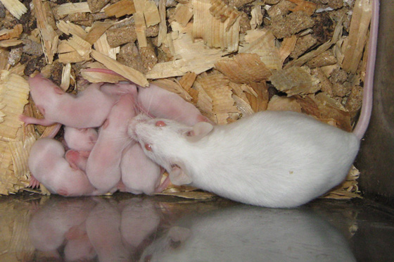white mice food